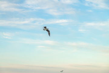 Fototapeta na wymiar seagulls fly over the sea sunny weather 