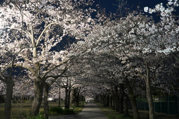 Obraz premium Row of cherry blossom trees in a park at dawn in Tokyo