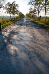 Autumn road on the Great Hungarian Plain