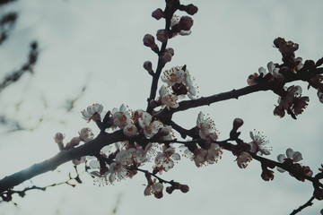 branch of a tree