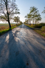 Autumn road on the Great Hungarian Plain