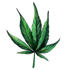 Green hemp leaf isolated on a white background. Watercolor illustration