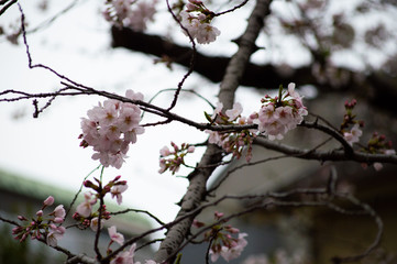 目黒川の桜