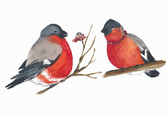 Bullfinch birds