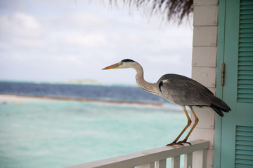 Grey Heron stands at Water villa near the sea at tropical island, Maldives