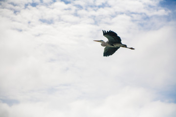 Grey Heron flying over tropical island Maldives