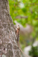 Bearded Dragon sitting on a tree