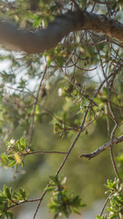 grüne Blätter von Baum in Sonnenlicht