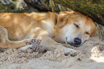 Hund am Strand unter Baum im Sonnenschein