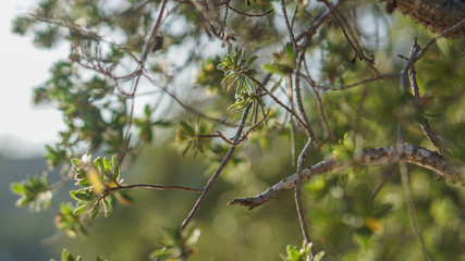grüne Blätter von Baum in Sonnenlicht