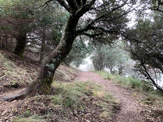 Tree in the forest