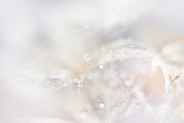 Beautiful dew drops on a dandelion seed macro.