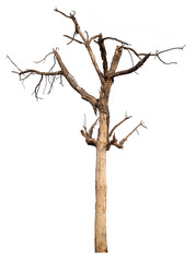 The dead tree that is completely separated from the background with perfection Can be used in many ways