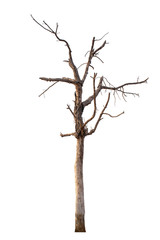 The dead tree that is completely separated from the background with perfection Can be used in many...