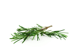 Two fresh rosemary sprigs isolated on white background 