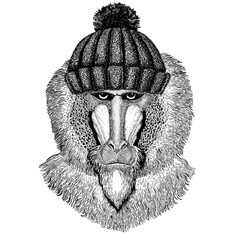 Monkey, baboon, dog-ape, ape Cool animal wearing knitted winter hat. Warm headdress beanie Christmas cap for tattoo, t-shirt, emblem, badge, logo, patch