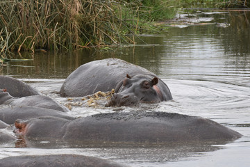 Fototapeta premium Hippo in Ngorongoro Conservation Area, Tanzania