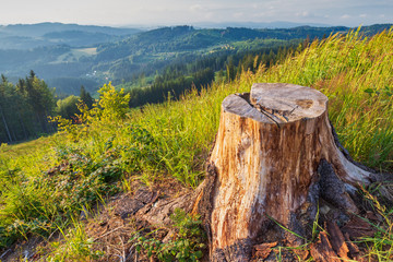 Stump of truncated spruce on a grassy mountain meadow..