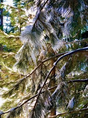 Frozen rows of icicle-covered pine needles with snow covered evergreens, Sequoia National Park, Sierra Nevada Mountains, California