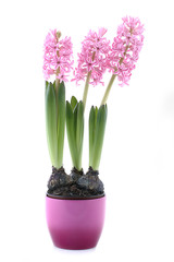 Fototapeta na wymiar Purple flower with purple planter