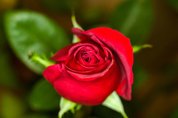 Beautiful Red Rose flower. Nature. close up, selective focus
