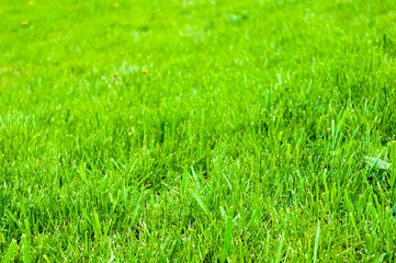 Spring or summer natural abstract background with grass in the garden