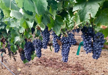 Bunches of ripe purple grapes on the vines / winegrowers grapes on a vine / red wine in the making
