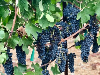Bunches of purple grapes on a vine in the sunshine / winegrowers grapes on a vine / red wine