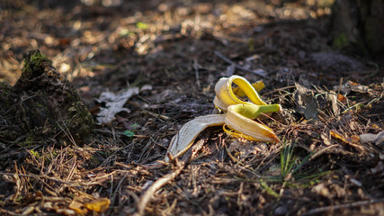 banana peel on the floor in the middle of the park
