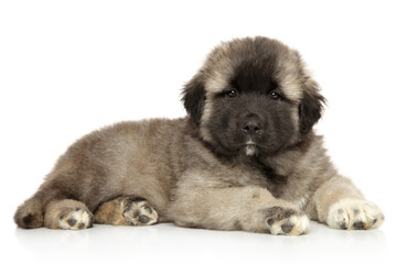 Obraz premium Cute Caucasian shepherd puppy