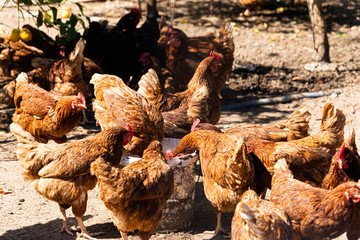 Flock of red chickens feeding from a food container at a chicken farm outdoors