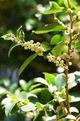Eurya japonica flowers / Serrated leaf evergreen.