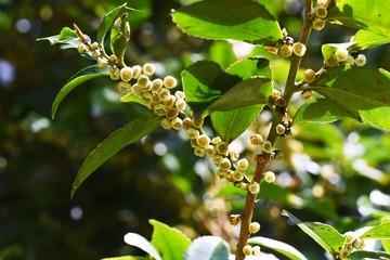 Eurya japonica flowers / Serrated leaf evergreen.