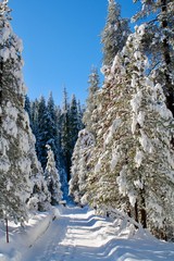 Winter road through snow covered Evergreen trees, Forest of the Giants at Sequoia National Park, South-Western Range of Sierra Nevada Mountain Range, California