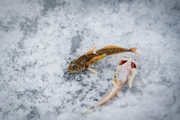little fish from baikal lake by winter