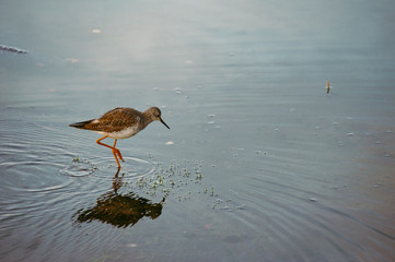 Fauna en el Cotopaxi