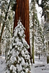 Snow-covered Baby Evergreen tree surrounded by the adult trees, the Giants at Sequoia National Park, South-Western Range of Sierra Nevada Mountain Range, California