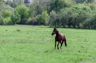 young horse running on a green lawn in a park