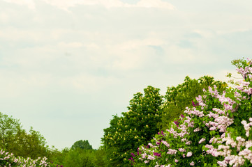 Branch with spring blossoms pink lilac flowers, bright blooming floral background.