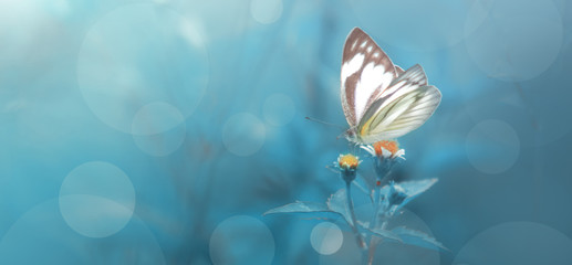 Beautiful Butterfly with blue cold background 