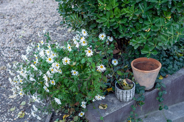 Flower pots in an autumn garden