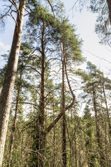 Fototapeta premium trees in forest