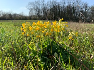 field of dandelions