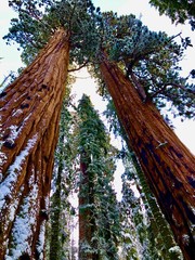 View looking up at a Giant Sequoia Tree in Sequoia National Park, South-Western Range of Sierra Nevada Mountain Range, California