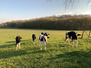Fototapeta premium cows in a field
