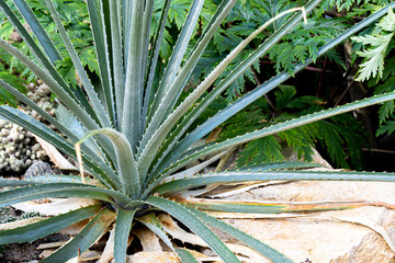 Naklejka na ściany i meble Aloe Plants in the Garden. Aloe vera plant outside