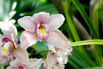 Cymbidium or boat orchid. orchids of the philippines.