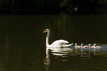 white swan on the lake