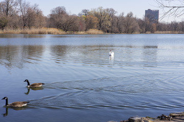 Lake in prospect park swan