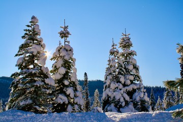 Sun peaking through snow covered evergreens, Sequoia National Park, California
